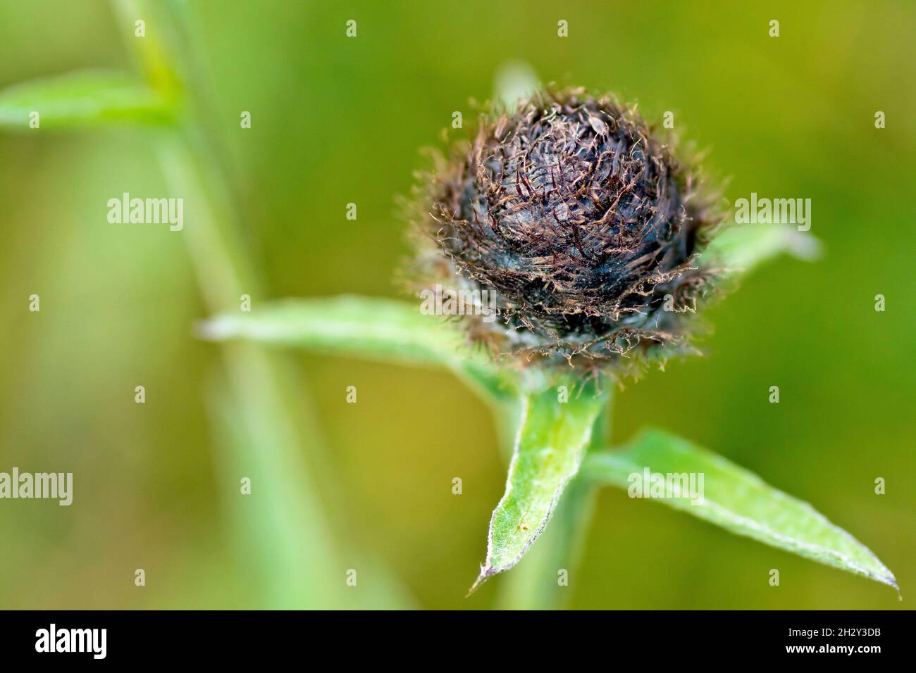 Lesser Knapweed (centaurea nigra), also known as Hardheads, close up of a solitary closed flower bud isolated against an out of focus background. Stock Photo