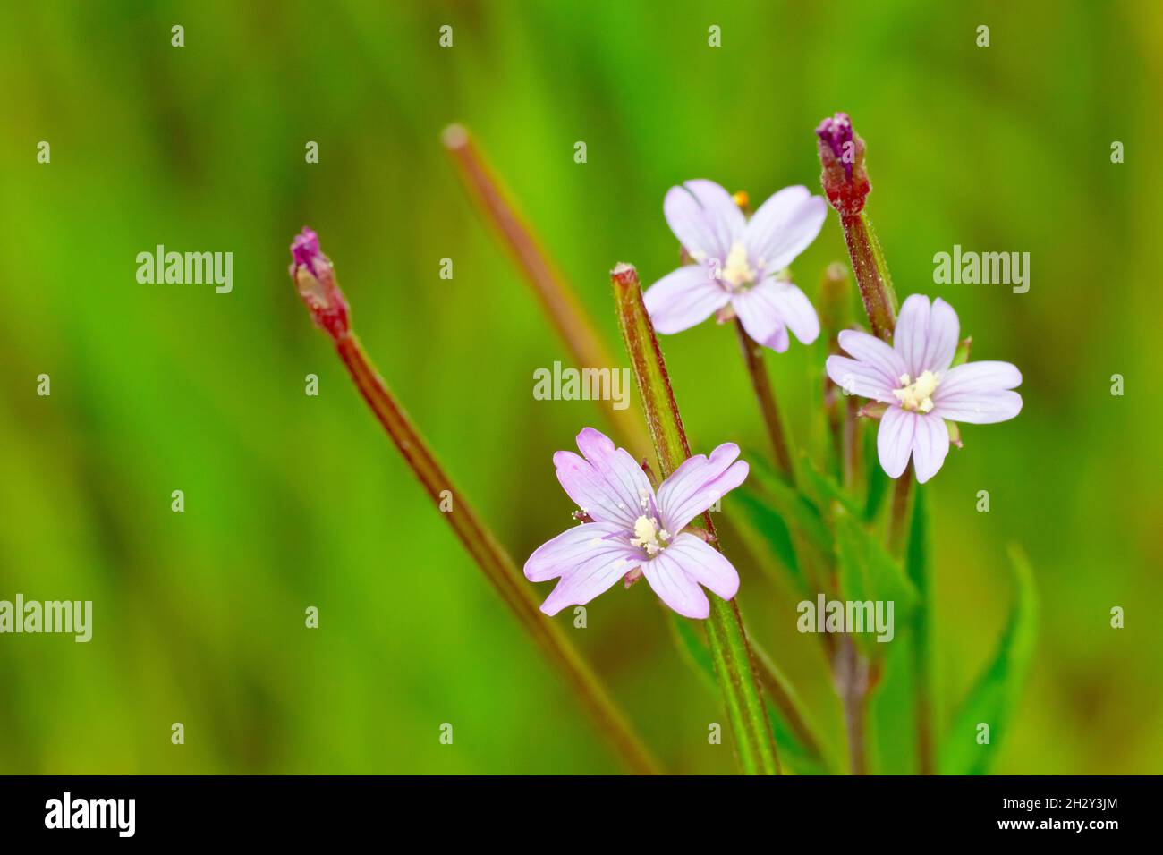 Either Broad-leaved (epilobium montanum) or Short-fruited (epilobium obscurum) Willowherb, close up of the small pink flowers. Stock Photo