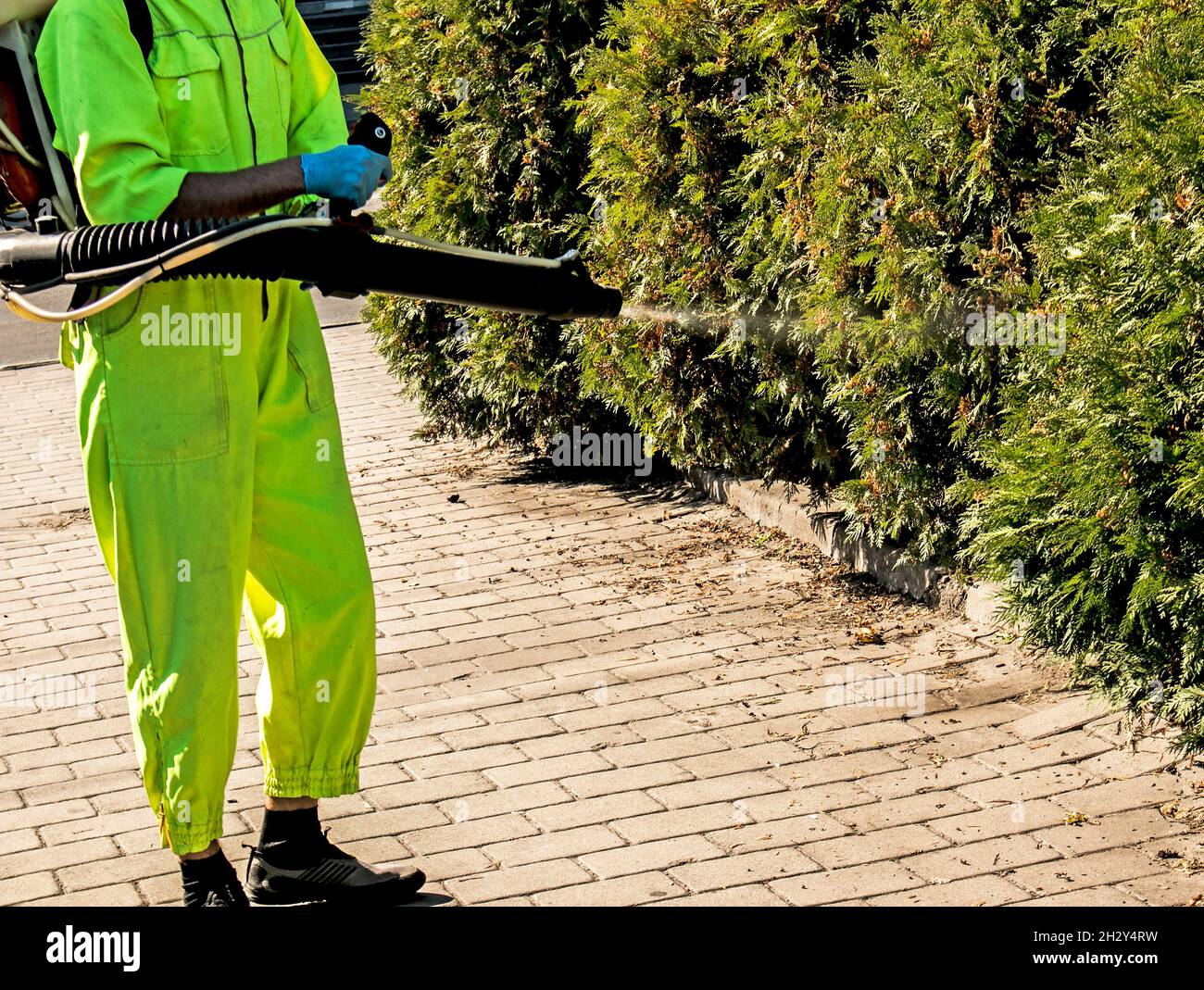 An employee of the city municipal service sprays plants of the urban landscape. Plant care. Stock Photo