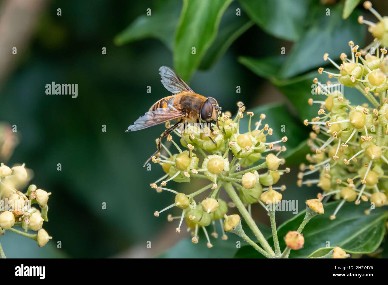 close up of a Drone fly (Eristalis tenax) feeding on common ivy (hedera