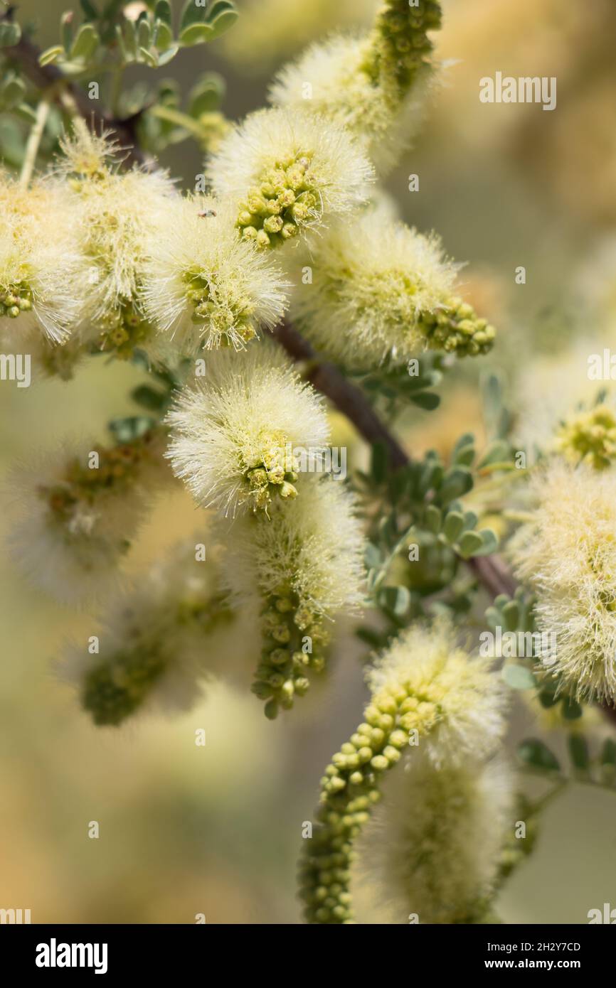 Yellow spike inflorescences of Catclaw, Senegalia Greggii, Fabaceae, native in Big Morongo Canyon Preserve, Southern Mojave Desert, Springtime. Stock Photo