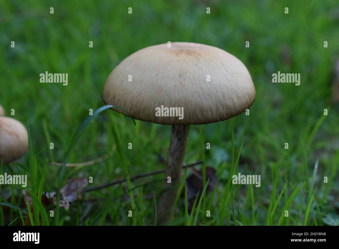 A Common Fieldcap mushroom (Agrocybe pediades) in grass in Milton Keynes. Stock Photo
