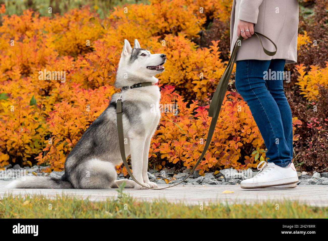 husky dog next to its owner on a background of bright autumn foliage ...