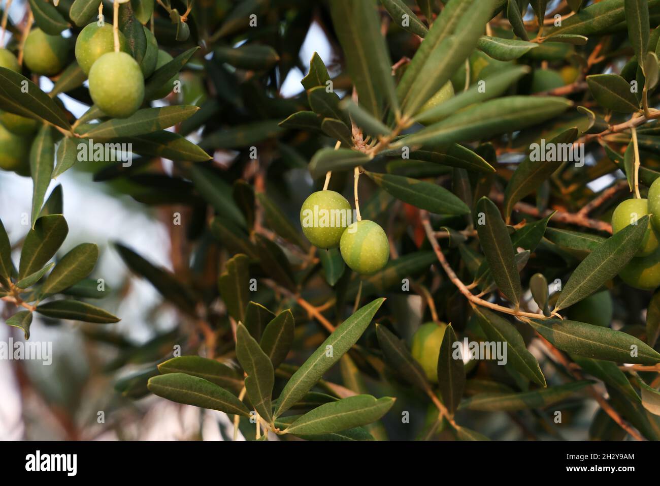 Green olives ripen on the branches of the tree Stock Photo Alamy