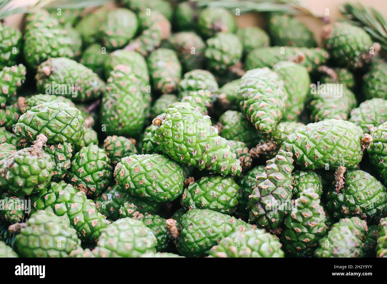 Green young fir tree cones prepared for homemade syrup cooking Stock Photo Alamy