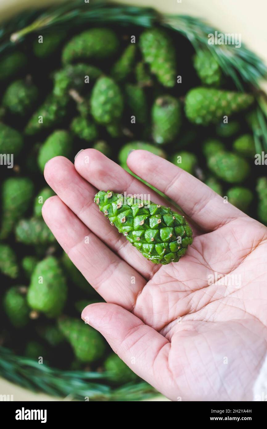 Green young fir tree cones prepared for homemade syrup cooking Stock Photo Alamy