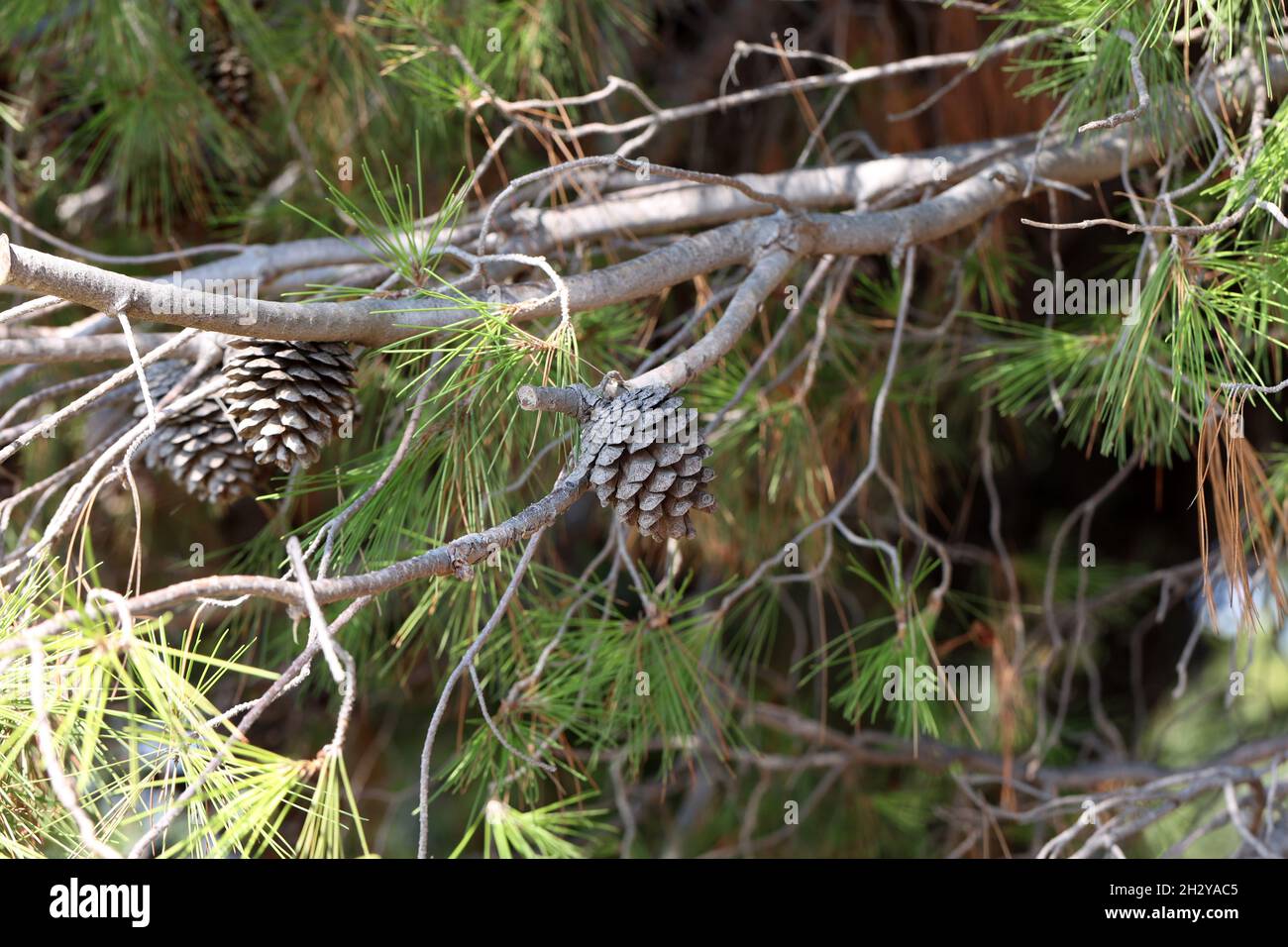 Pine branch with needles and old cones Stock Photo