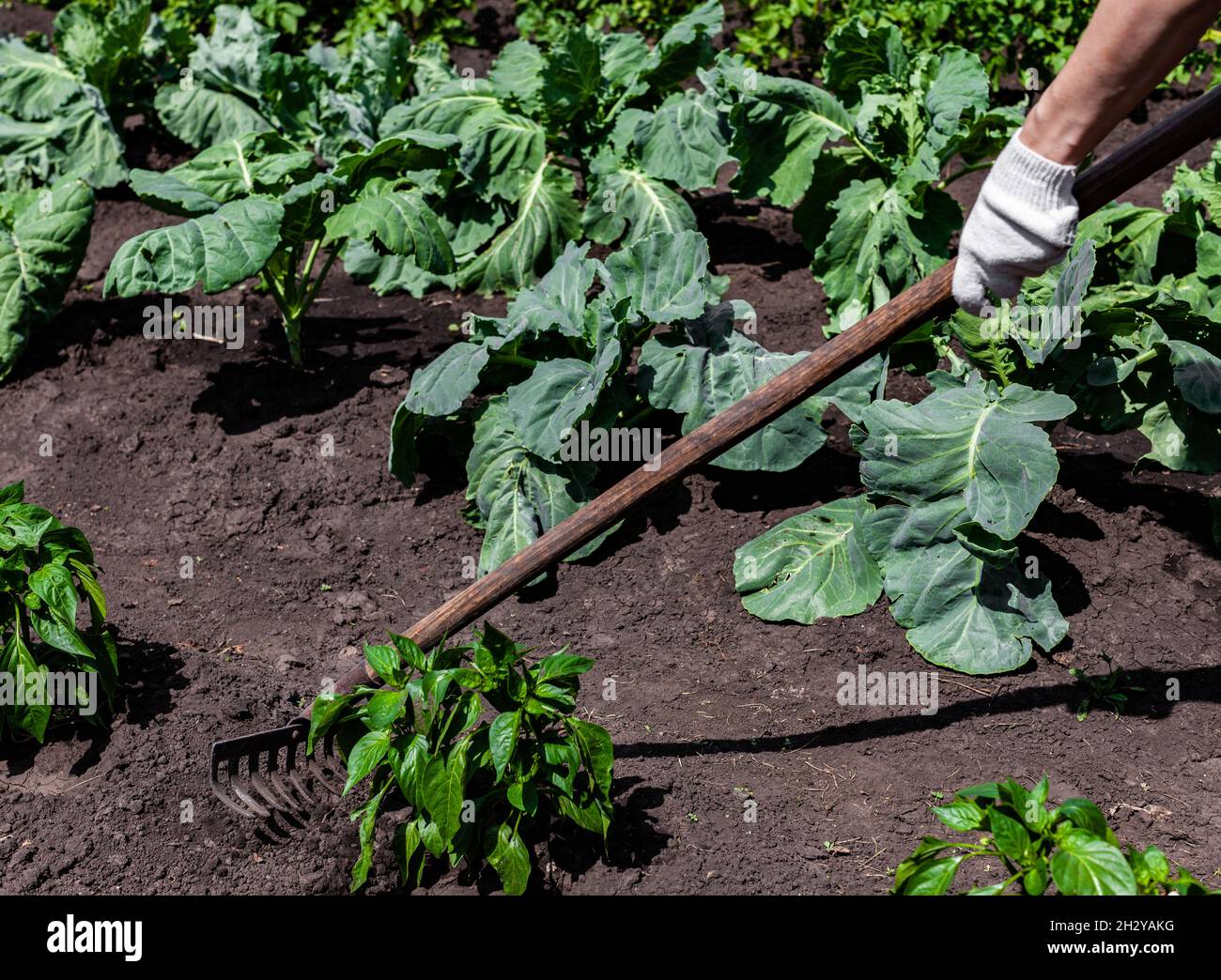 High Rake High Resolution Stock Photography and Images - Alamy