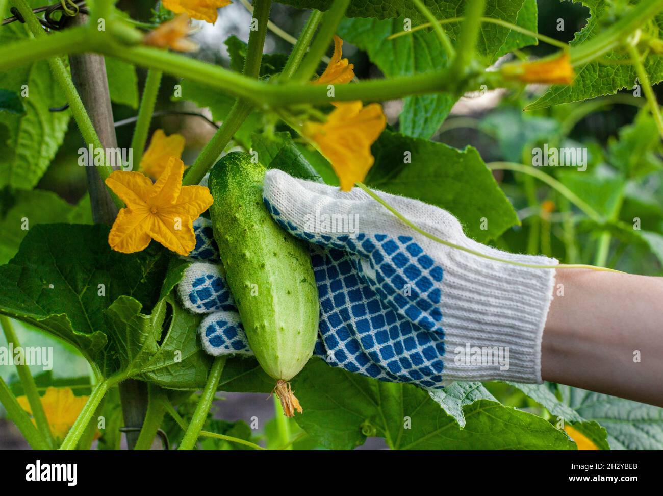 young green cucumber in a gloved hand. High quality photo Stock Photo