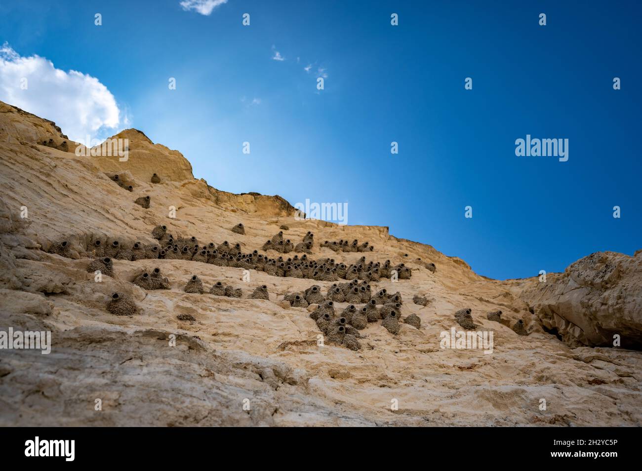 Cliff swallow mud homes built into the cliff face of Monument Rocks in