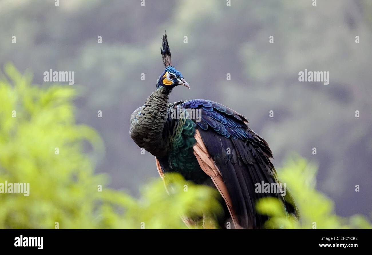 A scenic view of a beautiful peacock among the plants Stock Photo - Alamy