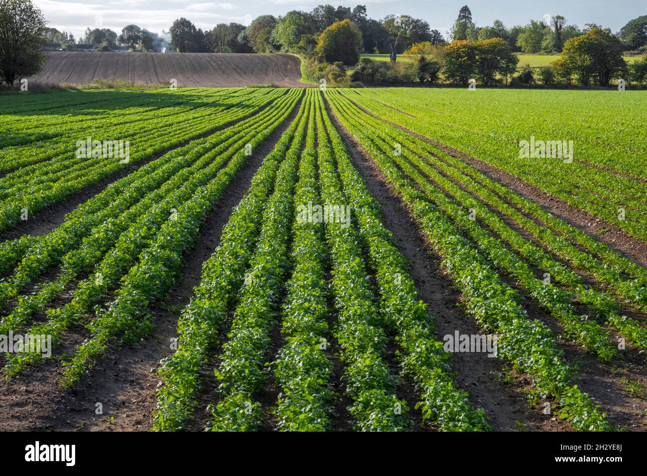 Field of parsley growing in Suffolk, East Anglia, UK. Stock Photo