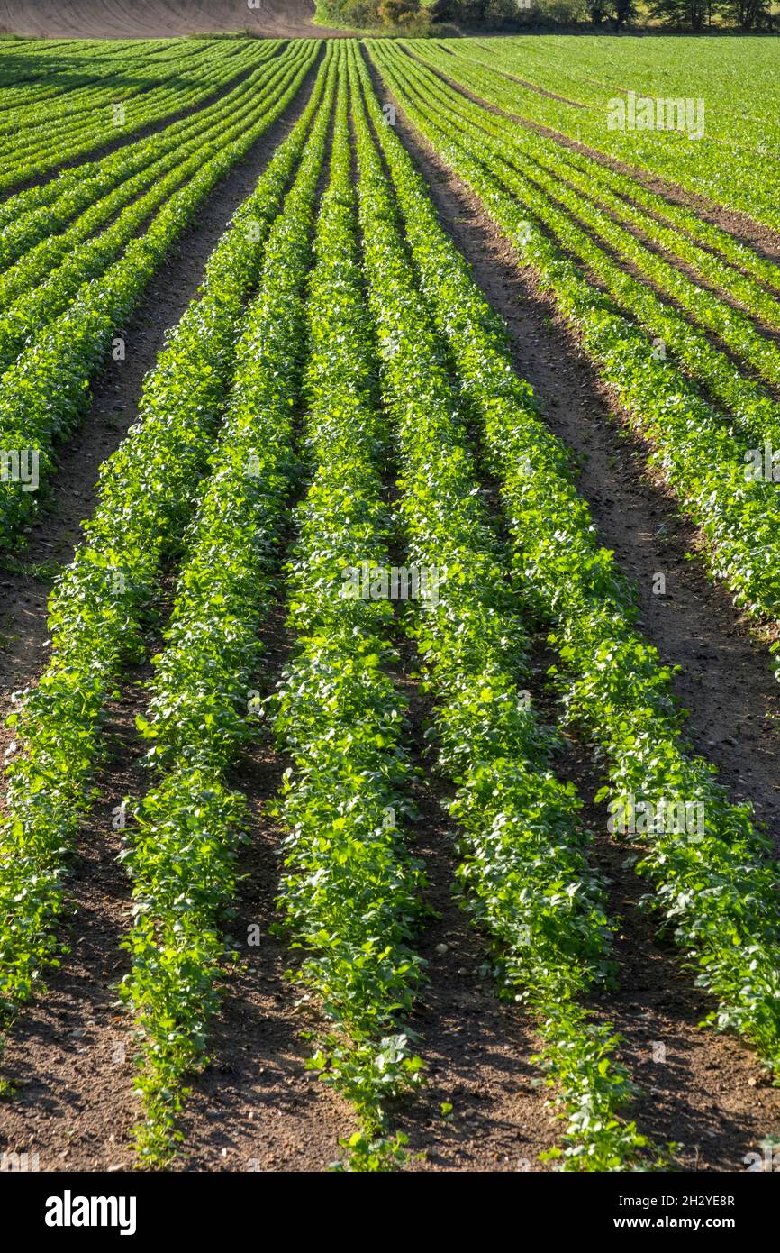 Field of parsley growing in Suffolk, East Anglia, UK. Stock Photo