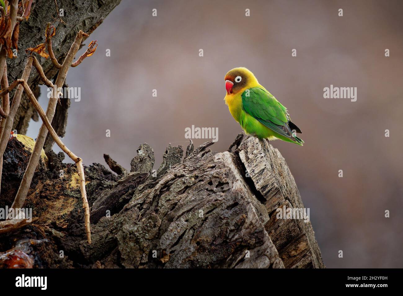 Fischers Lovebird - Agapornis fischeri small parrot bird, green back, chest and wings, necks are a golden yellow and upward it becomes darker orange, Stock Photo