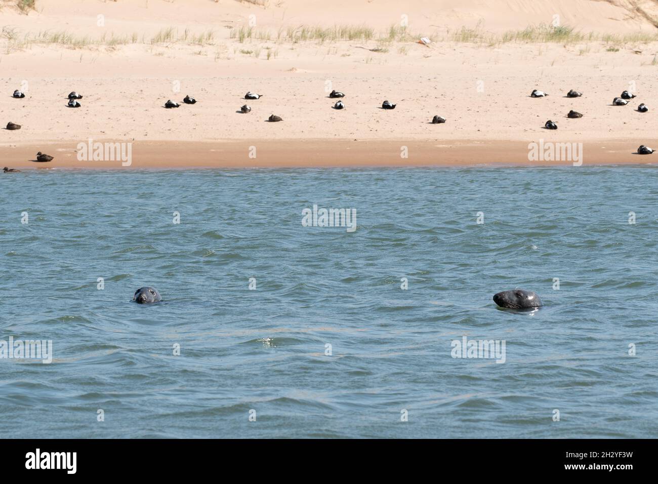 Two seals swimming in River Ythan at Newburgh Seal Beach near Aberdeen