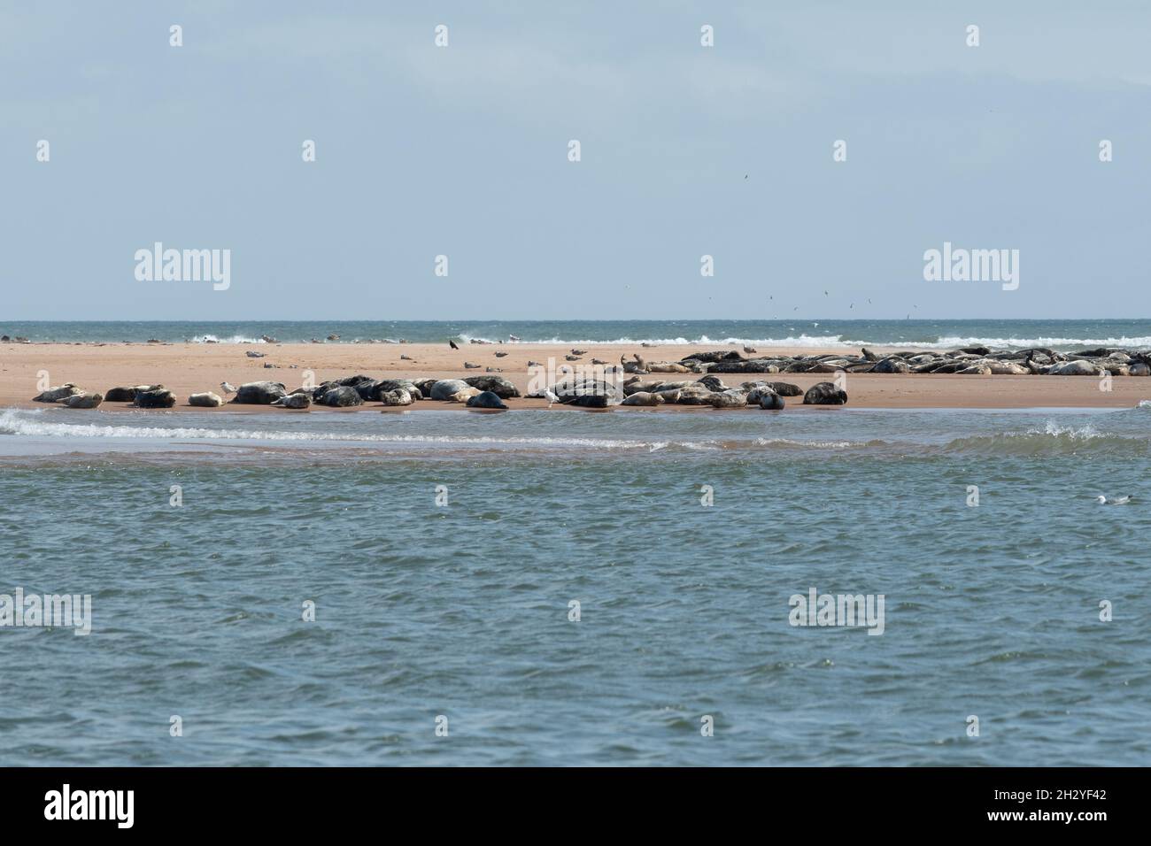 Newburgh seals beach hires stock photography and images Alamy