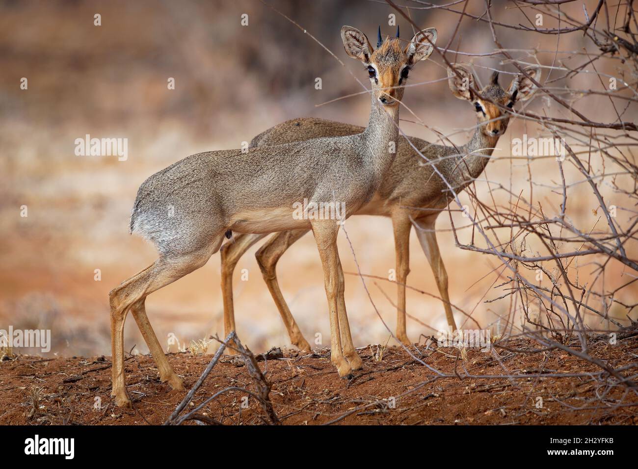 Yuliya Zakharova erotika