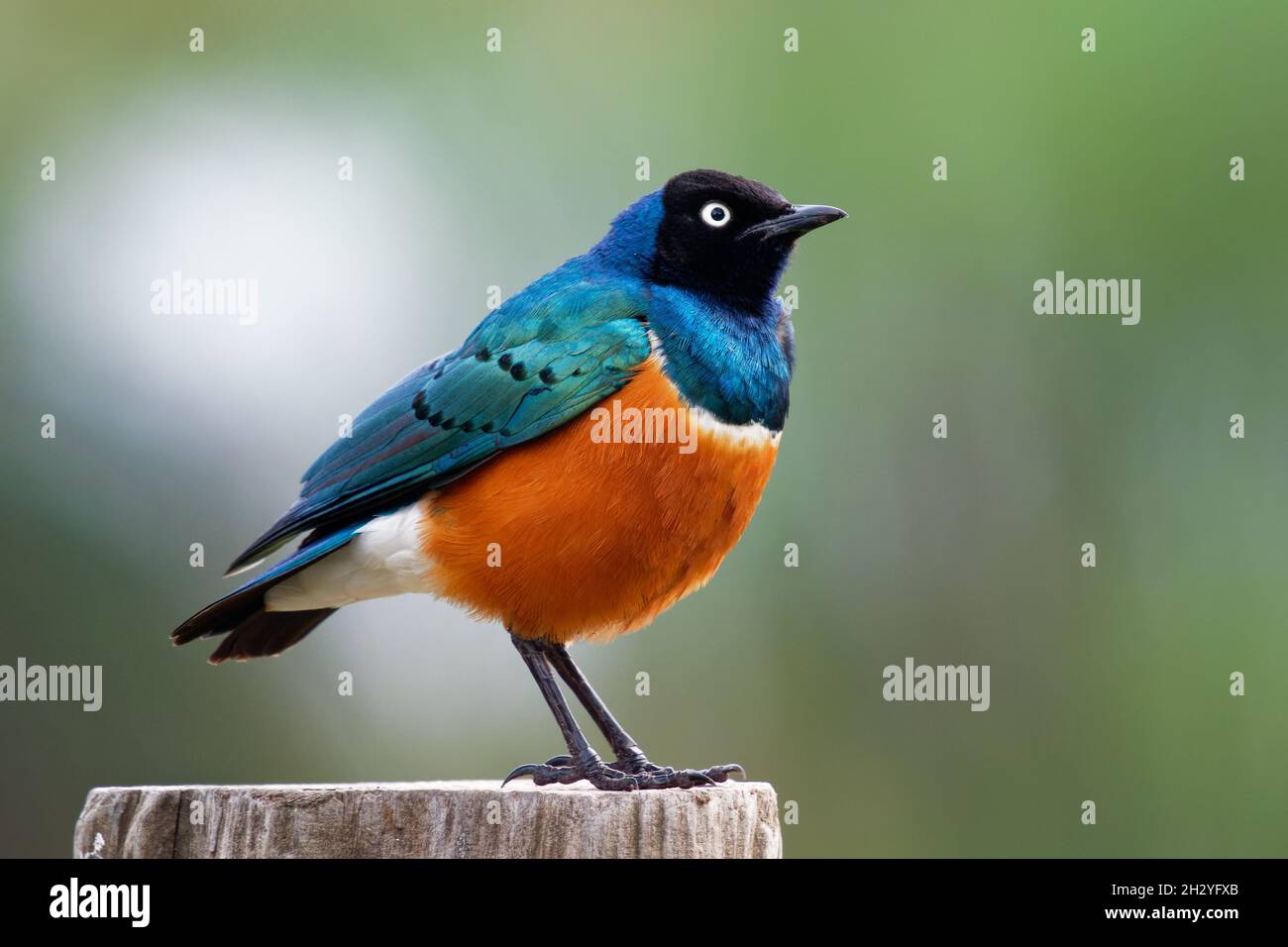 Superb Starling - Lamprotornis superbus is colorful bird of the starling family, formerly Spreo superbus, East Africa including Ethiopia, Somalia, Uga Stock Photo
