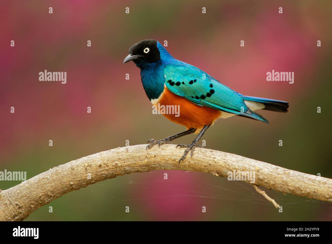 Superb Starling - Lamprotornis superbus is colorful bird of the starling family, formerly Spreo superbus, East Africa including Ethiopia, Somalia, Uga Stock Photo