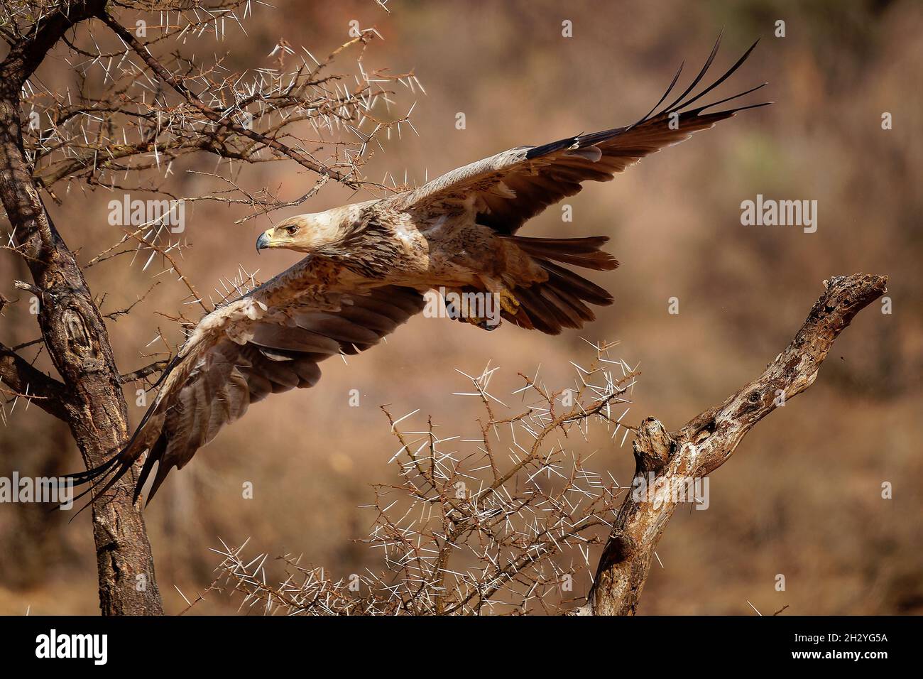Tawny Eagle Aquila rapax large bird of prey family Accipitridae
