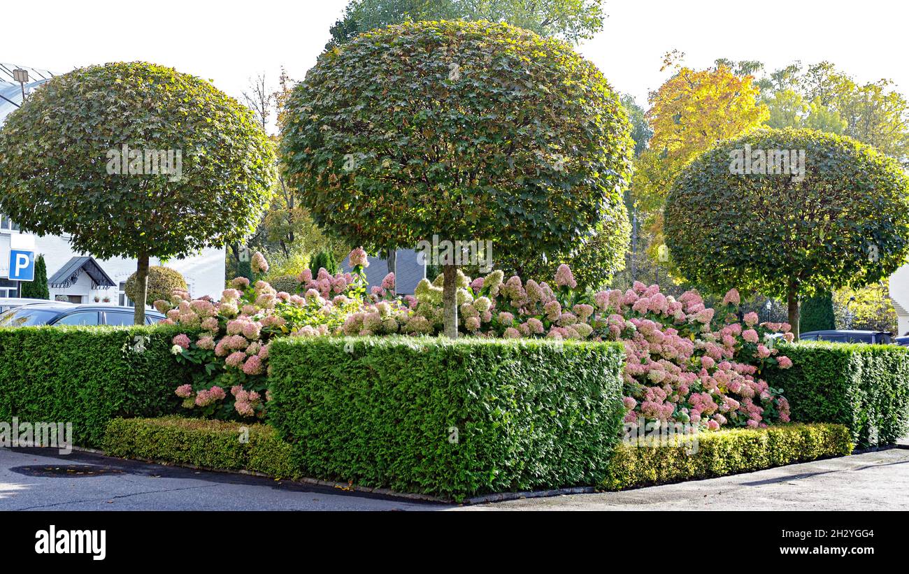 Autumn landscape design. Decorative trimming of trees and bushes. In ...