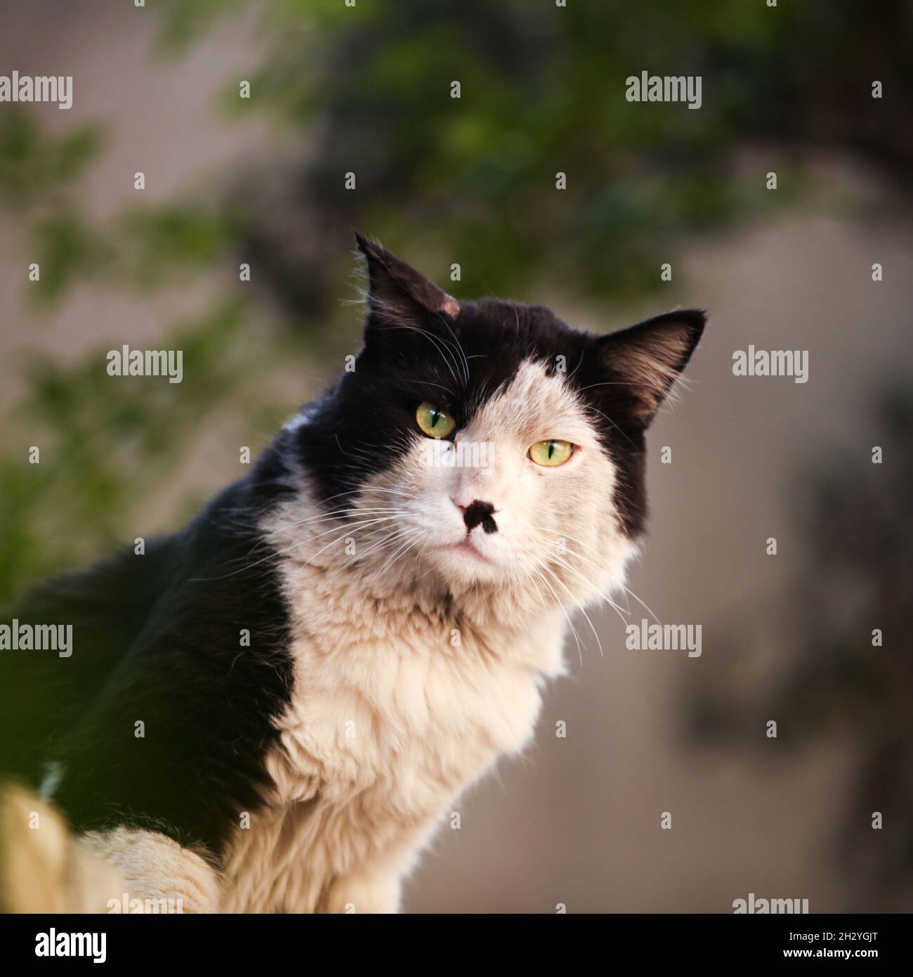 Black and white street cat hi-res stock photography and images - Alamy