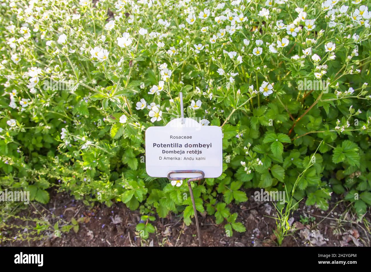 Potentilla dombeyi plant with identification label in latin and latvian language in botanical garden of Latvian University, Riga, Latvia. Stock Photo