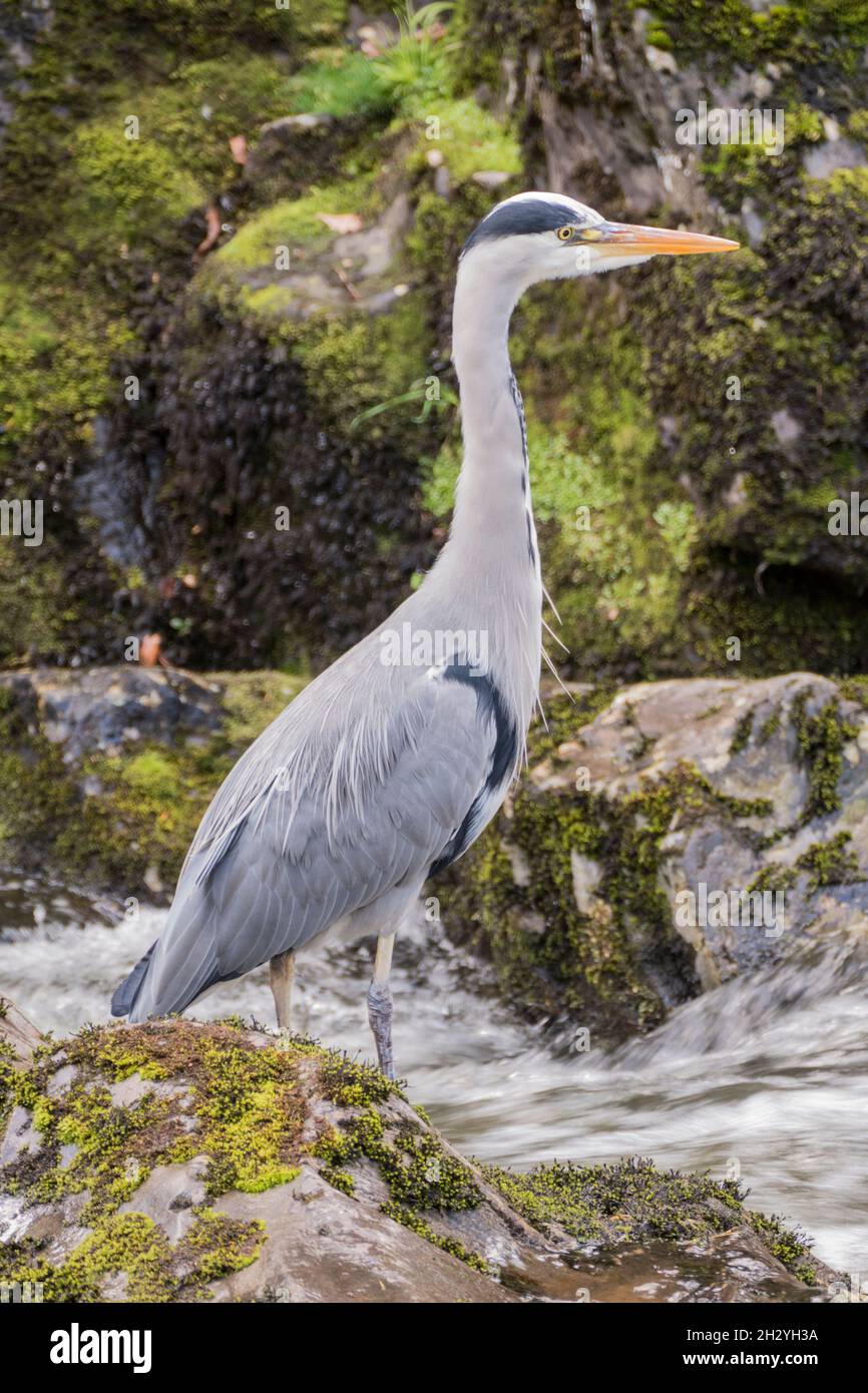 Grey Heron Stock Photo