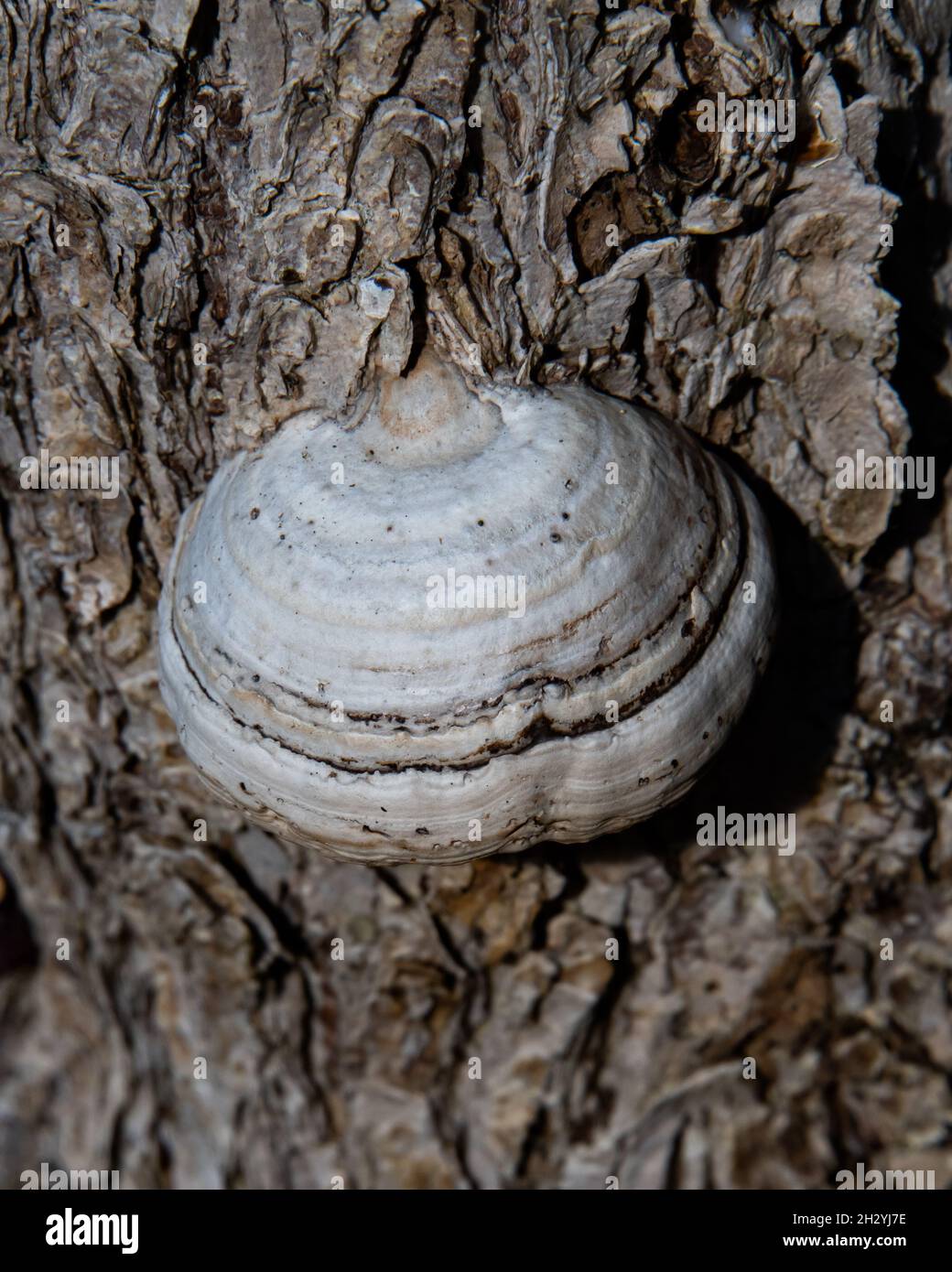 A tinder conk mushroom, Fomes fomentarius, growing on the bark of a maple tree in the Adirondack Mountains, NY Stock Photo