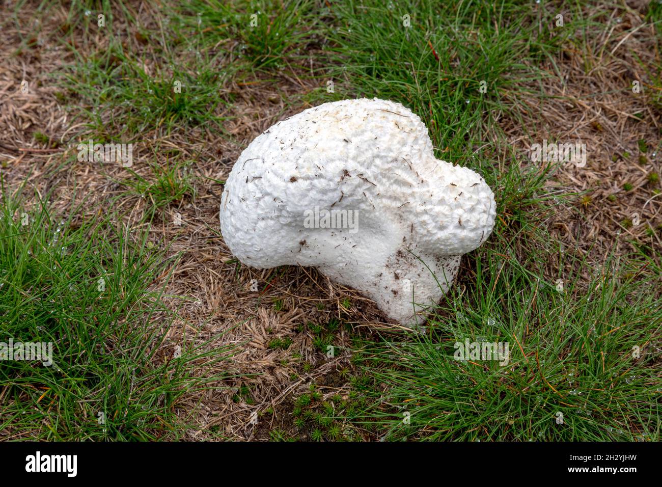 Puffball Mushroom, growing in lawn, E USA, by James D Coppinger/Dembinsky Photo Assoc Stock Photo