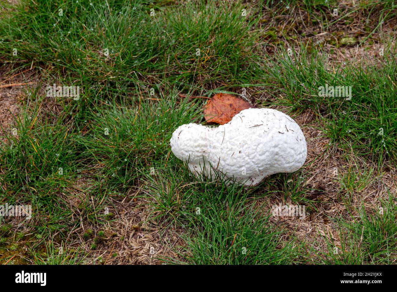 Puffball Mushroom, growing in lawn, E USA, by James D Coppinger/Dembinsky Photo Assoc Stock Photo