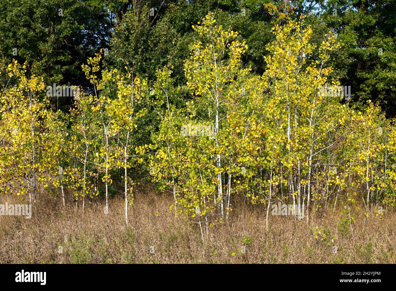 Quaking Aspen Trees, turning color, early Autumn (Populus tremuloides
