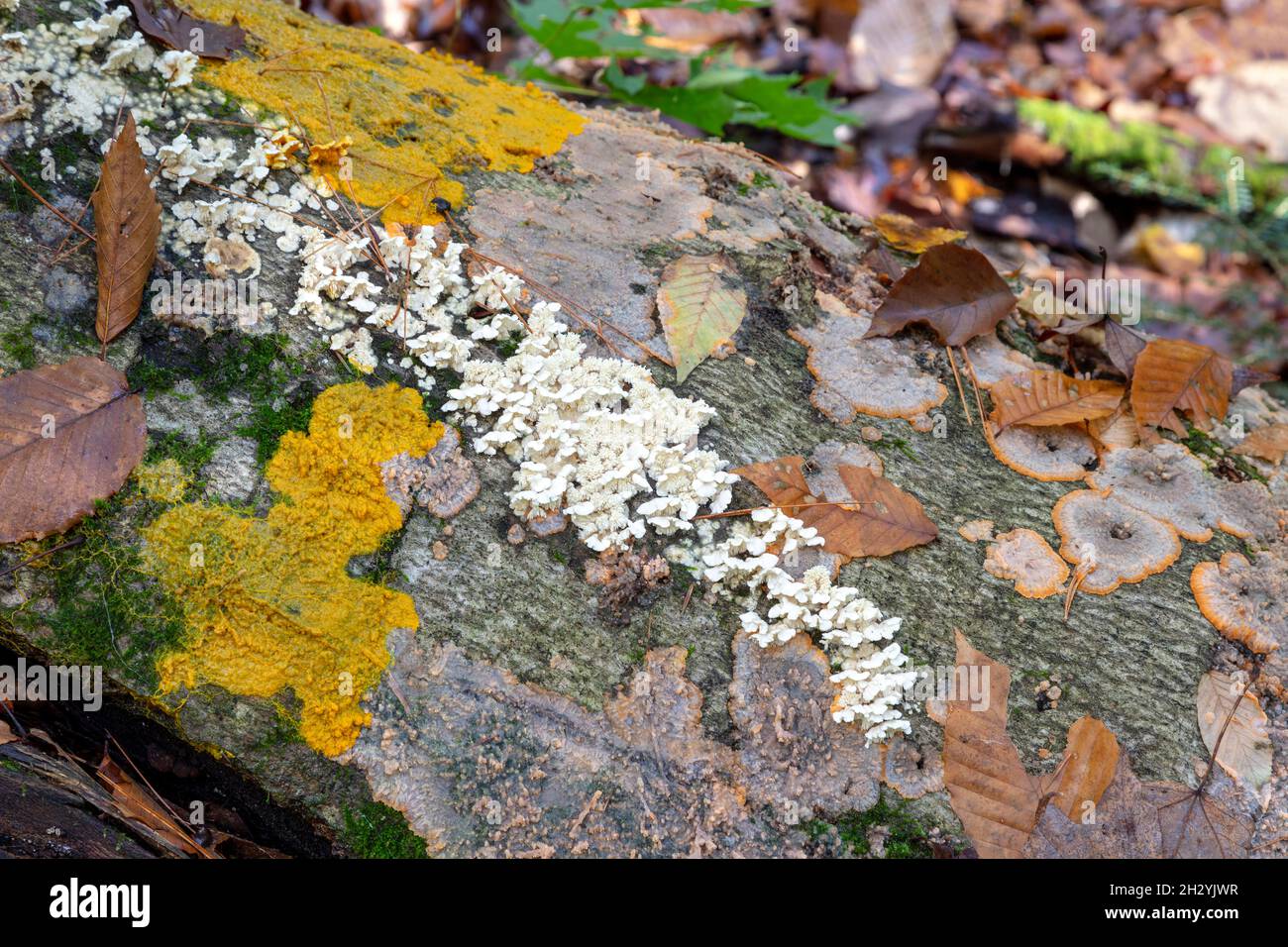 Yellow Slime mold, Autumn, E USA, by James D Coppinger/Dembinsky Photo Assoc Stock Photo