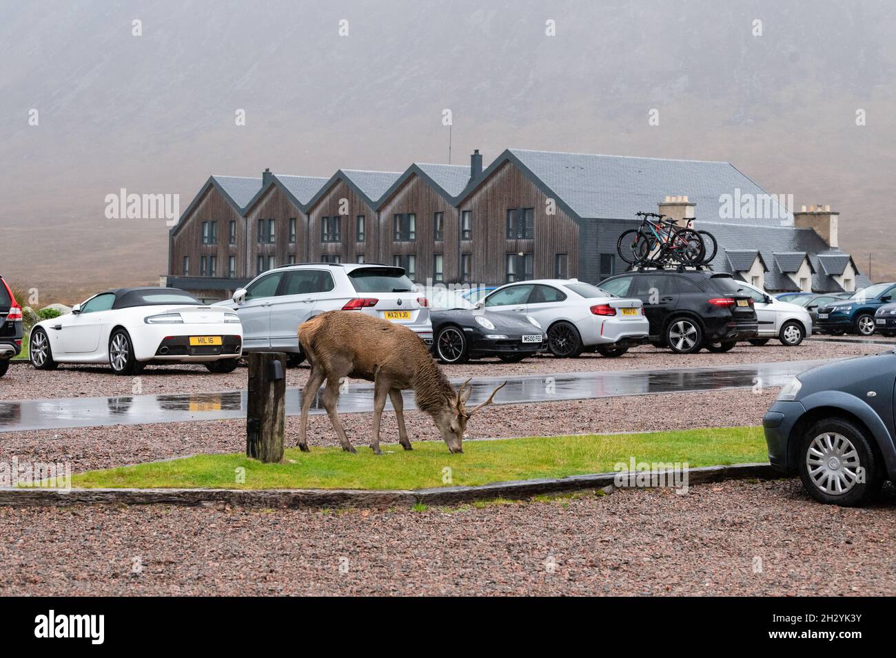 Deer in Kingshouse Hotel car park, Glencoe, Scotland, UK Stock Photo