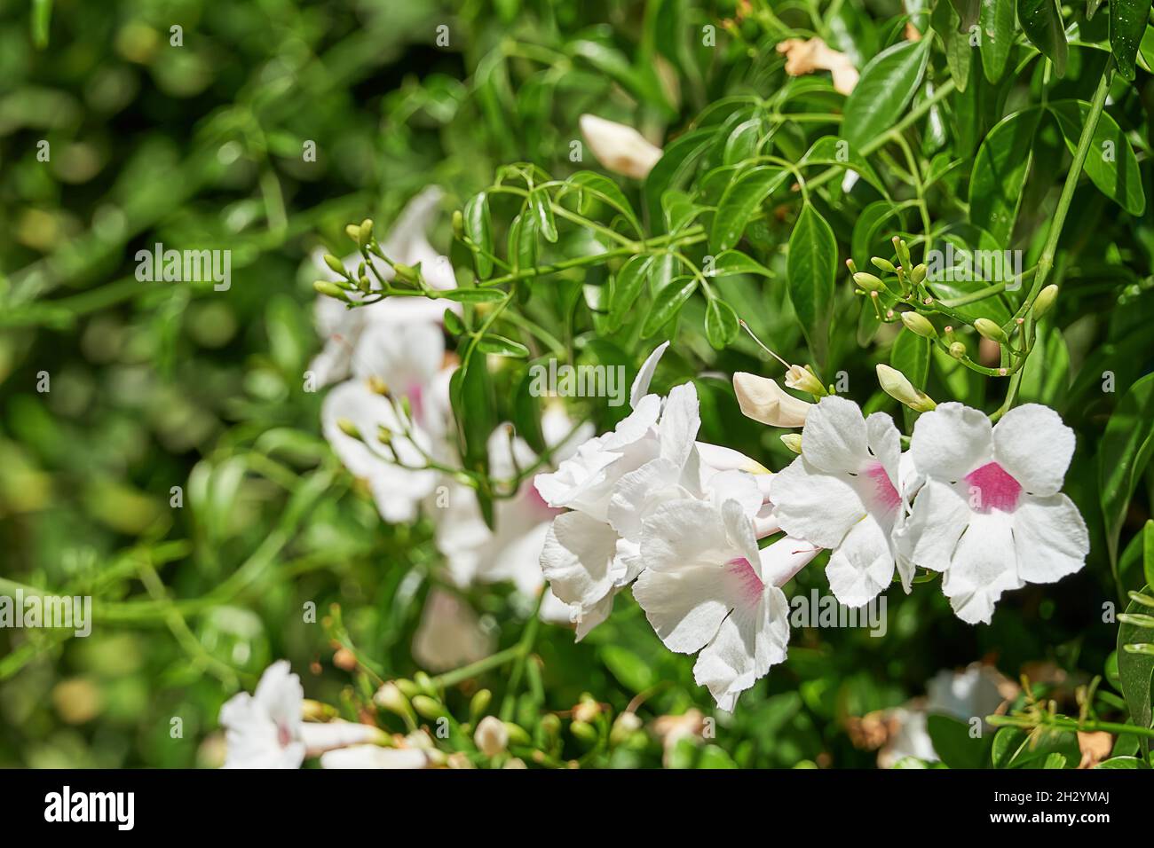 Pandorea jasminoides, also known as white bignonia, wine glass bignonia, pink bignonia or beauty bower, planted in a park in southern. Spain. Stock Photo