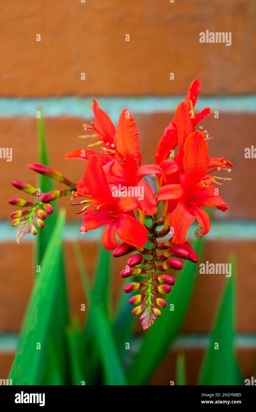 Close up of Crocosmia Montbretia Lucifer with  upward facing bright red flowers in summer a deciduous frost hardy cormous perennial Stock Photo