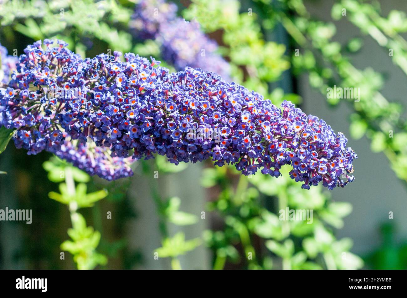 Flower spike of Buddleia davidii Black Knight also called Butterfly bush  A deciduous shrub that is best in full sun and is fully hardy Stock Photo