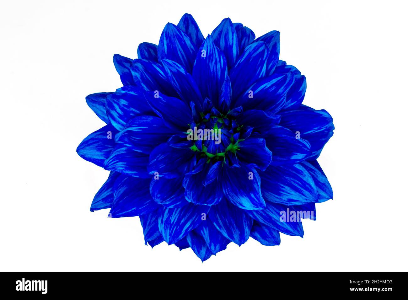 Head of blue flower isolate on a white background close-up Stock Photo