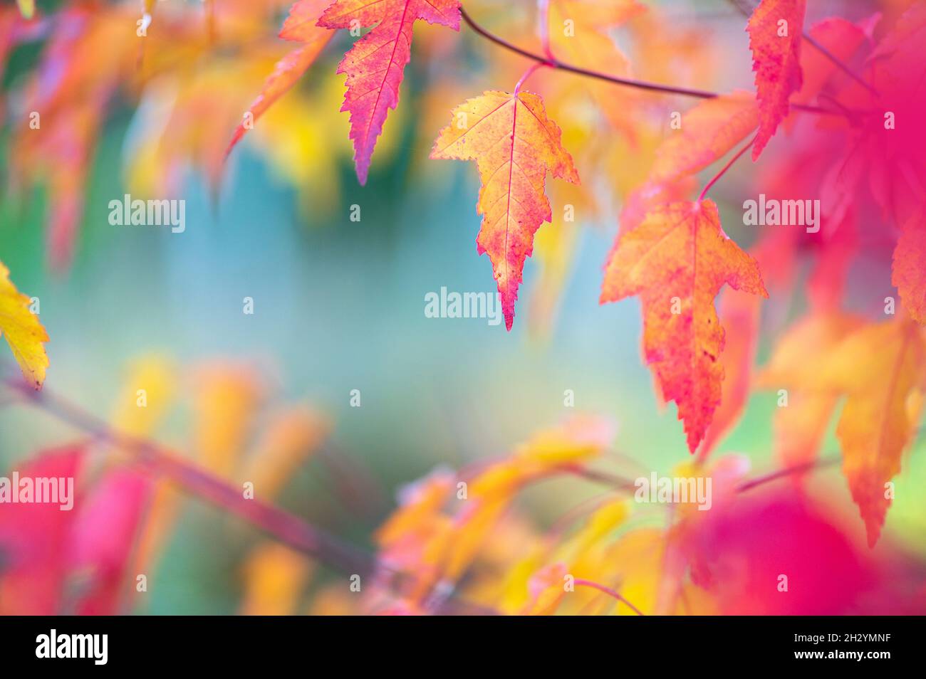 Leaves of Amur Maple or Acer ginnala in autumn colors with bokeh background, selective focus, shallow DOF Stock Photo