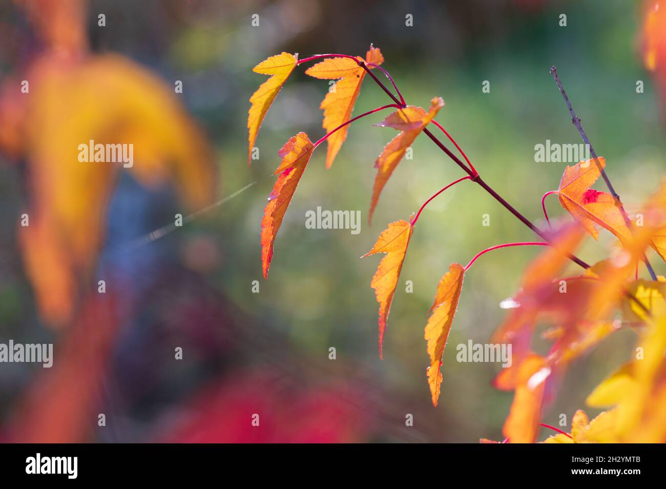 Leaves of Amur Maple or Acer ginnala in autumn colors with bokeh background, selective focus, shallow DOF Stock Photo