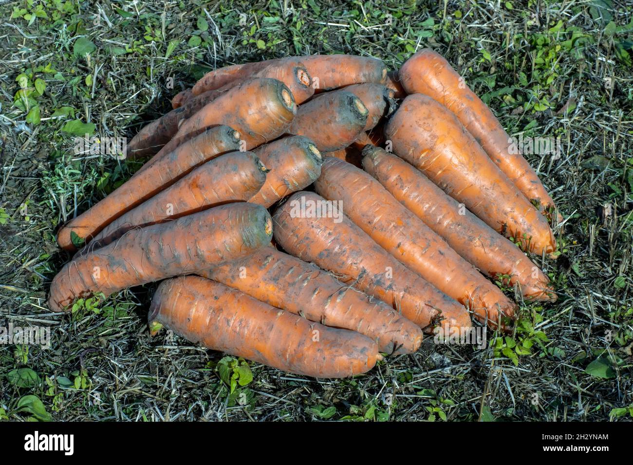 Turf Carrots Harvest organic carrots on green grass, farming concept Stock Photo - Alamy