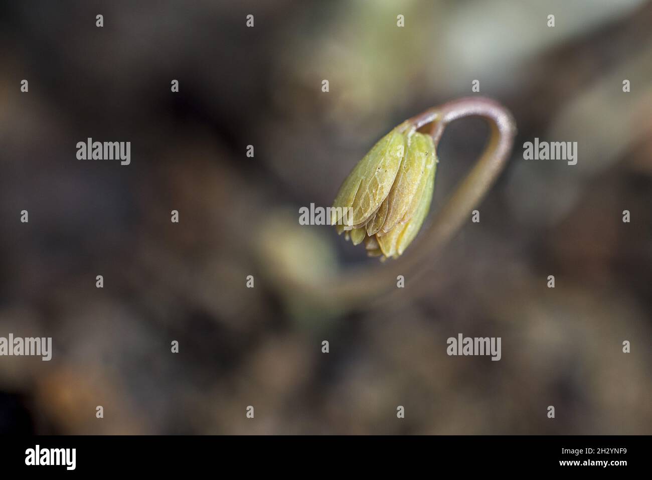 A selective focus of a gymnospermium bud in a field with a blurry background Stock Photo