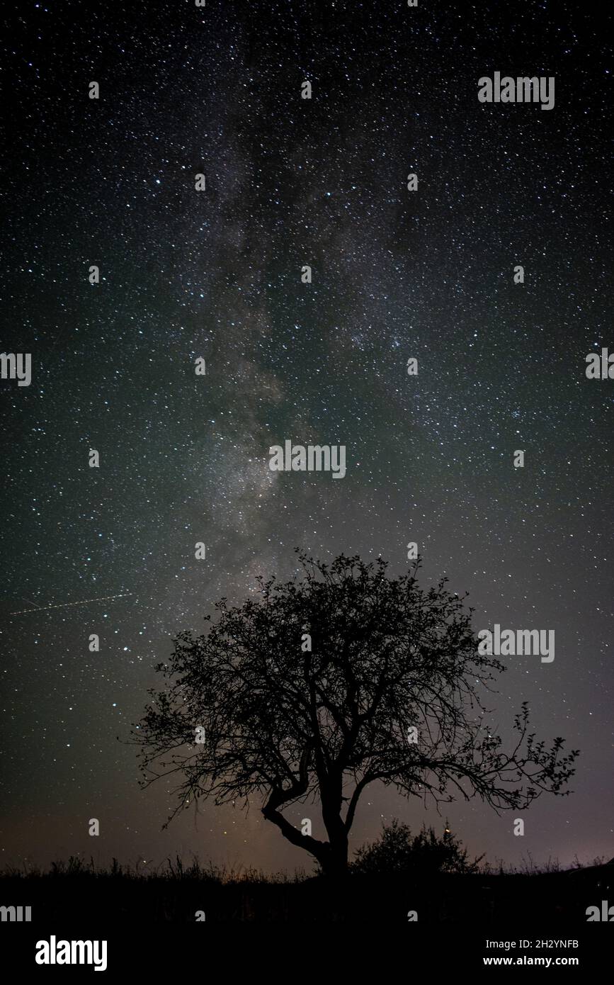A silhouette of a tree in a field under a beautiful starry sky at night ...