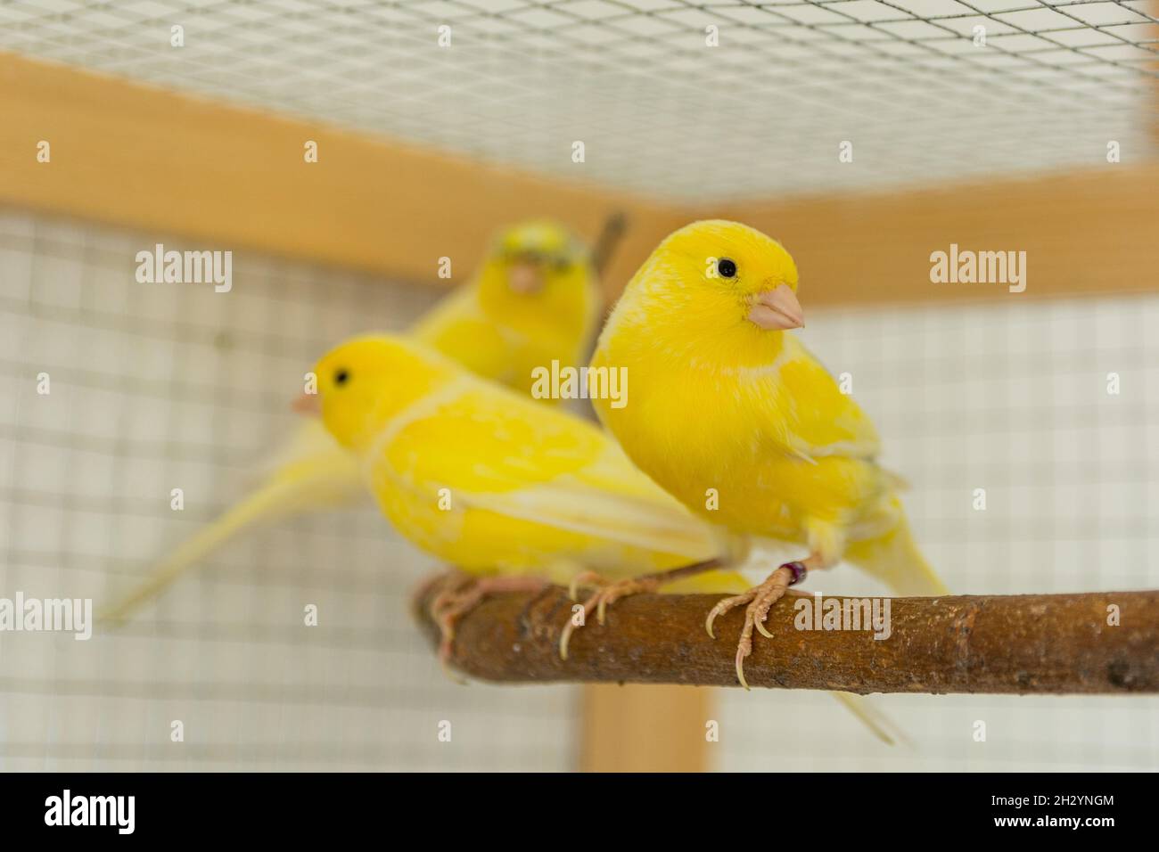 Yellow canary birds stand on perch in a cage at home. Pet and animal concept. Close up, selective focus Stock Photo