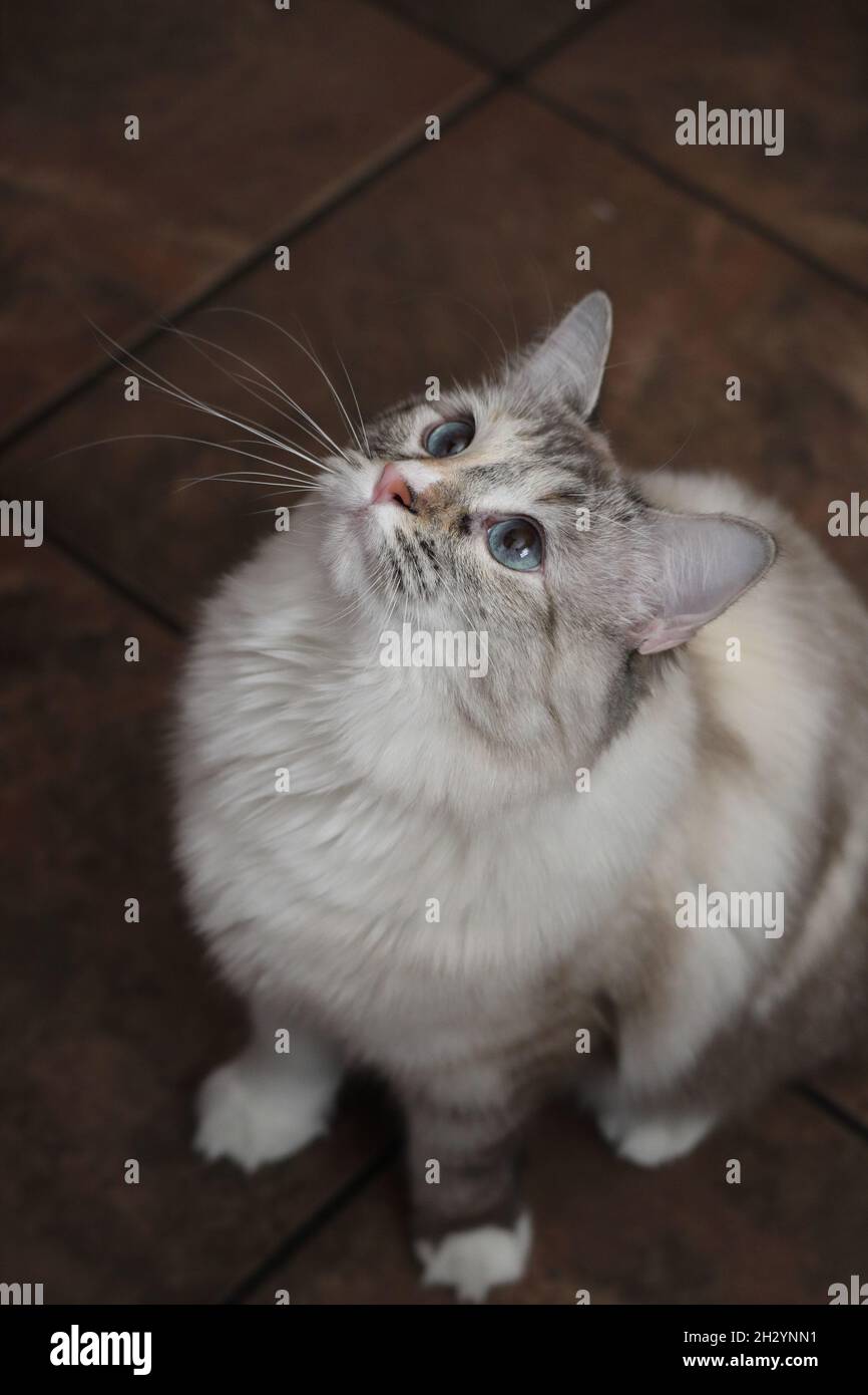 A closeup of a white cat on the floor looking at ceiling Stock Photo ...