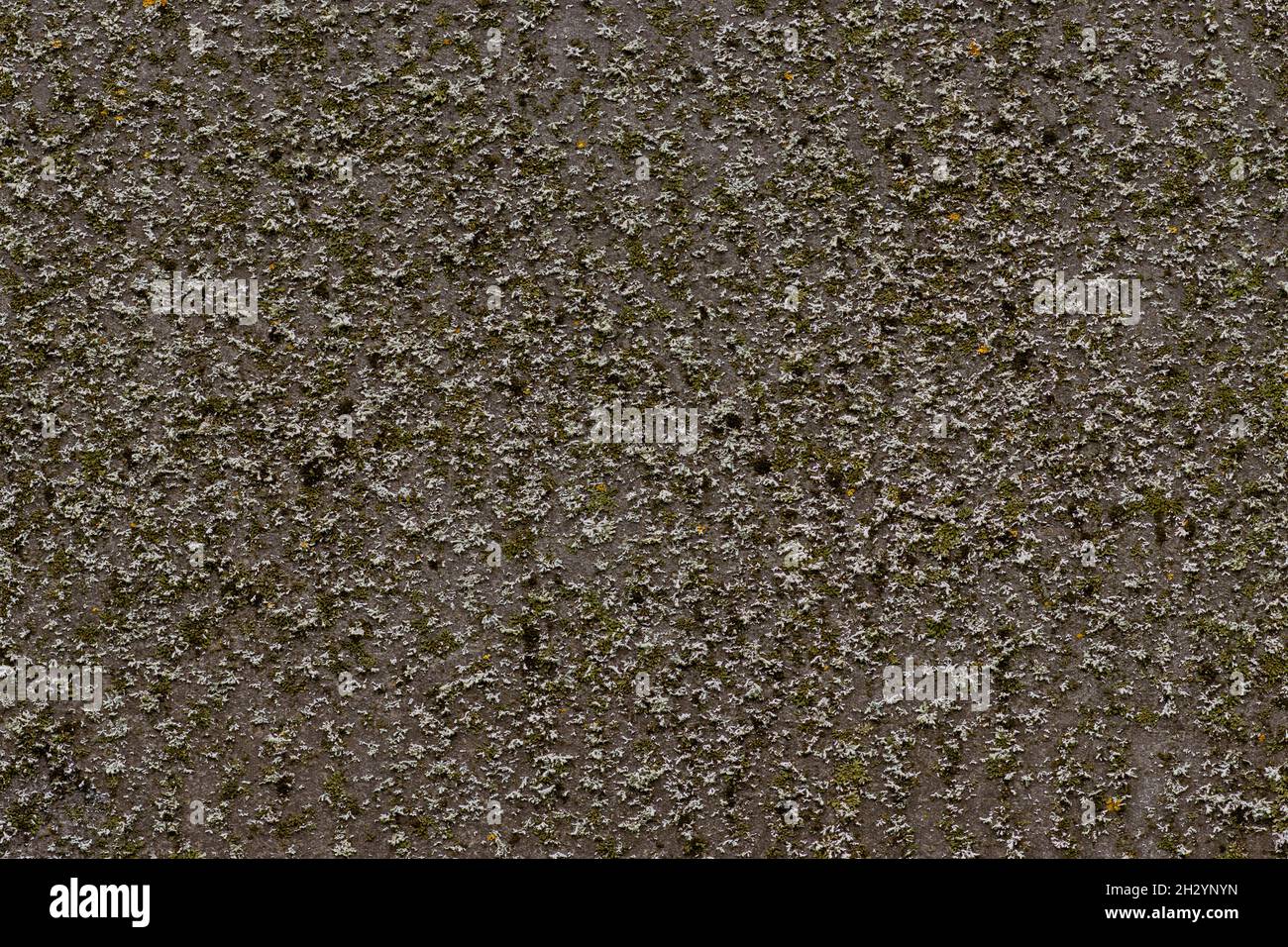 Moss covered concrete wall, natural background for design Stock Photo ...