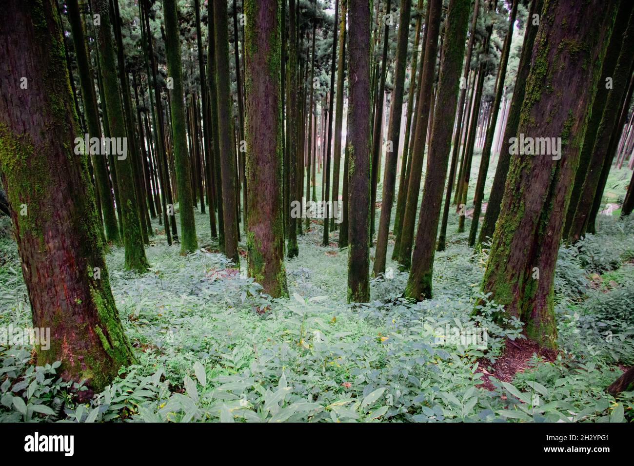 A beautiful shot of tall thin trees in a forest Stock Photo - Alamy