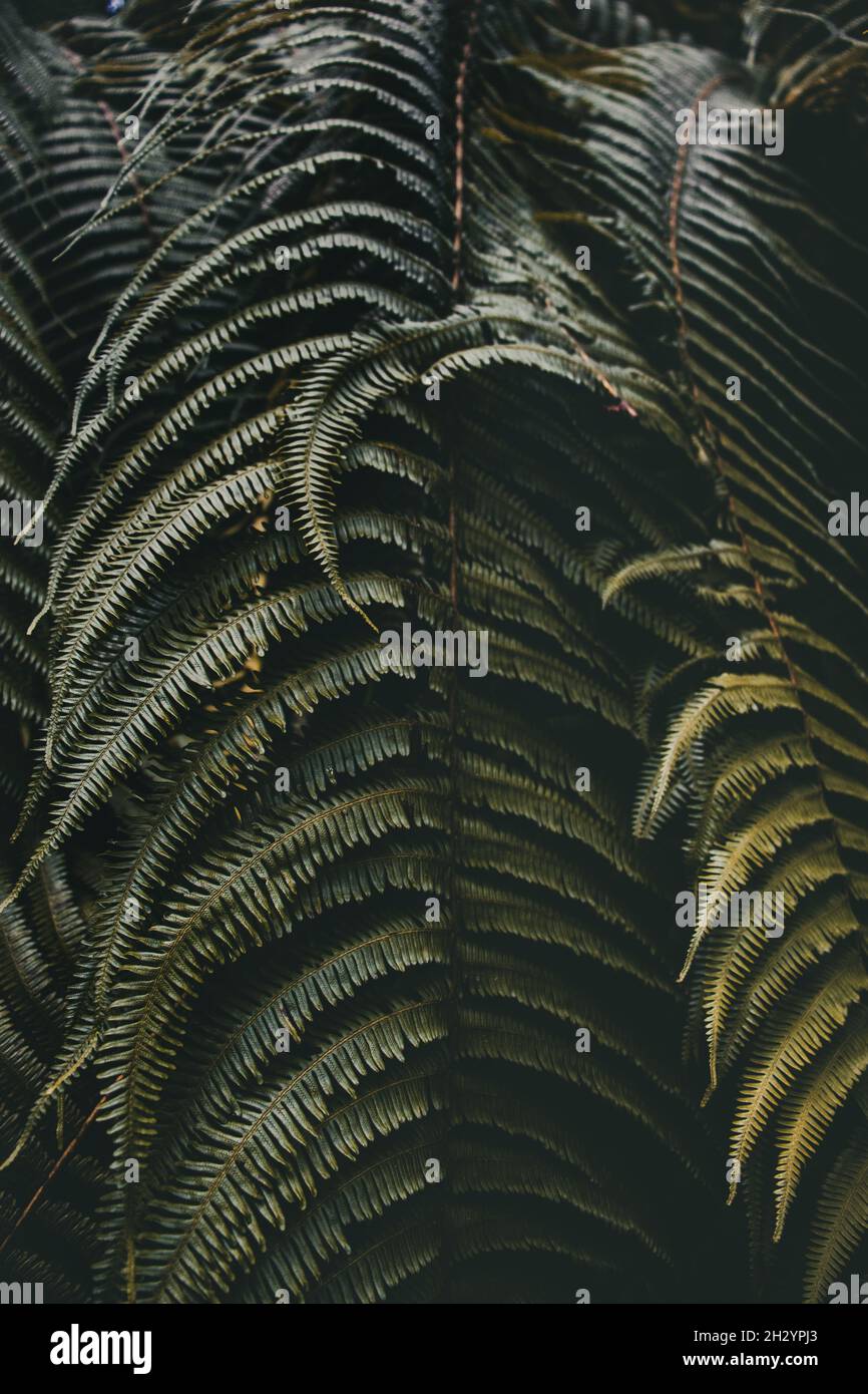 Large fern leaves hi-res stock photography and images - Alamy