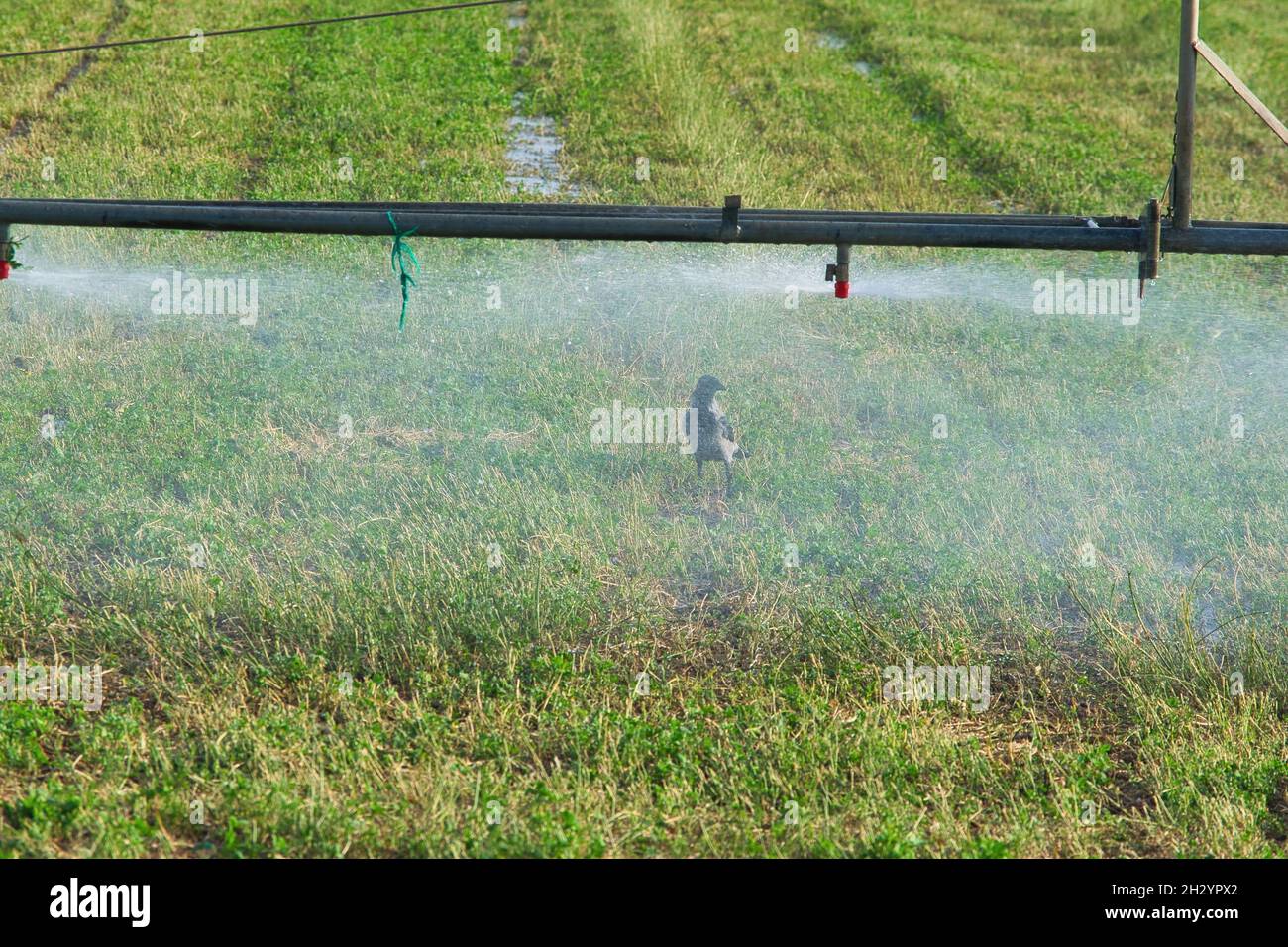 How to Install a Sprinkler System (with Pictures) - wikiHow