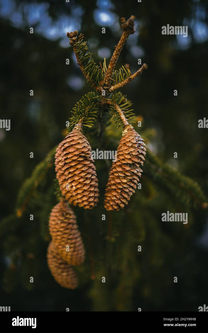 A selective focus shot of pine cones on a tree Stock Photo - Alamy